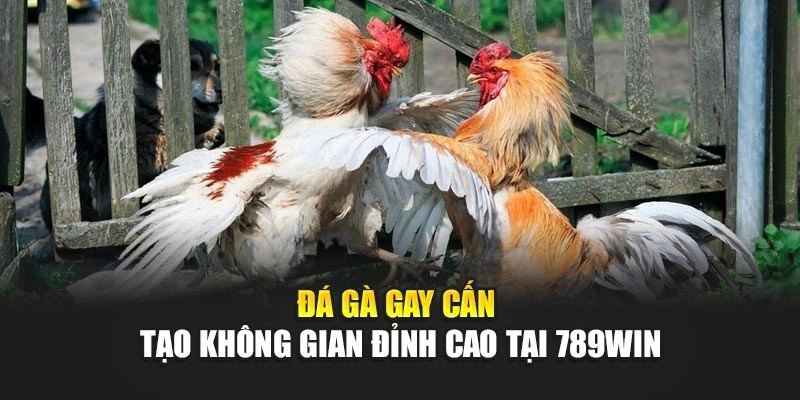 Đá gà gay cấn tạo không gian đỉnh cao tại 789Win
